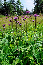 Pannonic thistle (Cirsium pannonica) clump flowering in a traditional hay meadow at 1200m, Julian Alps, Slovenia, July