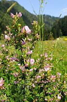 Spiny restharrow (Ononis spinosa) flowering in a traditional hay meadow, Slovenia, July
