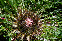 Stemless / Dwarf carline thistle / Silver thistle (Carlina acaulis) with single large flower bud at 1800m in the Julian Alps, Triglav National Park, Slovenia, July