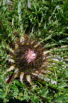 Stemless / Dwarf carline thistle / Silver thistle (Carlina acaulis) with single large flower bud at 1800m in the Julian Alps, Triglav National Park, Slovenia, July