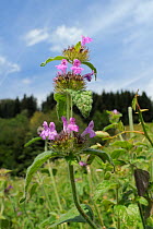 Wild basil (Clinopodium vulgare) flowering in a traditional hay meadow, near Bled, Julian Alps, Slovenia, July