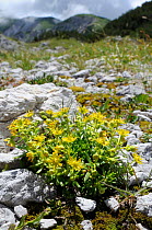 Yellow mountain saxifrage (Saxifraga aizoides) flowering clump among limestone scree at 1700m in the Julian Alps, Bohinj ridge mountains in the background, Triglav National Park, Slovenia, July