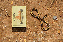 Harlequin snake (Homoroselaps lacteus) neonate next to a match box to show size, DeHoop Nature Reserve, Western Cape, South Africa, November