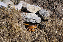 Male Cape cobra (Naja nivea) concealed in refuge burrow, deHoop Nature Reserve, Western Cape, South Africa, November
