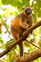 Female Bennett's tree kangaroo (Dendrolagus bennettianus) sitting in tree, captive in breeding program, The Wildlife Habitat, Port Douglas, North Queensland, Australia, August