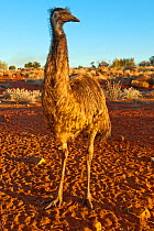 Emu (Dromaius novaehollandiae) portrait, Erldunda, Northern Territory, Central Australia, June