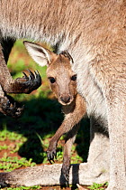 Western grey / Black-faced / Mallee kangaroo (Macropus fuliginosus) joey looking out of pouch, Flinders Ranges National Park, South Australia, May