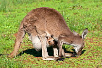 Female Western grey / Black-faced / Mallee kangaroo (Macropus fuliginosus) feeding with joey looking out of pouch, Flinders Ranges National Park, South Australia, May