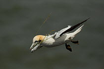 Gannet (Morus bassanus) in flight, carrying nesting material. Bempton Cliffs, Yorkshire, June.