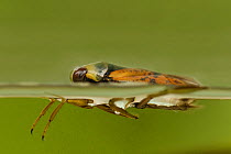 Water Boatman / Common Backswimmer (Notonecta glauca) at water surface. Derbyshire, July.