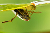 Water Boatman / Common Backswimmer (Notonecta glauca) at water surface. Derbyshire, July.