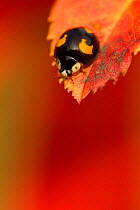 Harlequin Ladybird (Harmonia axyridis) melanic form, on turning leaf. Sheffield, October.