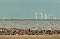 Knot (Calidris canutus) flock roosting on beach before wind farm. Norfolk, UK, August.