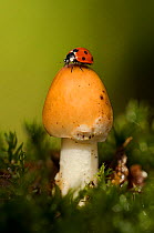 Ladybird (Coccinellidae) on toadstool. Sheffield, August.