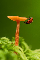 Ladybird (Coccinellidae) on fungi. Sheffield, August.