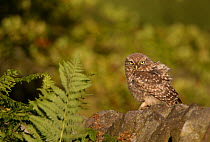 Little Owl (Athene noctua) on stone wall. Derbyshire, UK, July.