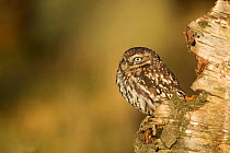 Little Owl (Athene noctua) perching on stump. Controlled conditions. North Yorkshire, UK, November.