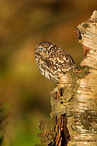 Little Owl (Athene noctua) perching on stump. Controlled conditions. North Yorkshire, UK, November.