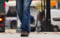 Feral Pigeon / Rock Dove (Columba livia) on city street. Sheffield, UK.