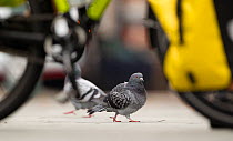Feral Pigeon / Rock Dove (Columba livia) on city street seen through bycicle wheels. Sheffield, UK.