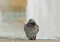 Feral Pigeon / Rock Dove (Columba livia) huddled before fountain. Sheffield, UK.
