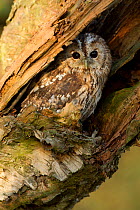 Tawny Owl (Strix aluco) in hole in birch tree. Controlled conditions. South Yorkshire, UK, November.
