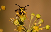 Wasp (Vespula vulgaris) on Ivy flower (Hedera helix). Peak District, UK, November.