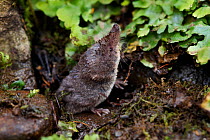 Water Shrew (Neomys fodiens) on pond bank. South Yorkshire, UK, July.