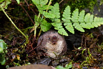 Water Shrew (Neomys fodiens) under fern frond. South Yorkshire, UK, July.