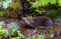 Water Shrew (Neomys fodiens) at pond edge. South Yorkshire, UK, July.