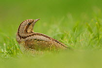 Wryneck (Jynx torquilla) on ground among grass. Norfolk, UK, August.