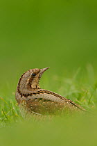 Wryneck (Jynx torquilla) on ground among grass. Norfolk, UK, August.