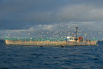 Tuna farming enclosure for Southern bluefin tuna (Thunnus maccoyi) MFE Tuna farming, Port Lincoln, South Australia, June 2009, a critically endangered fish