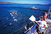 Feeding anchovies and sardines to Southern bluefin tuna (Thunnus maccoyi) in fish farm, MFE Tuna farming, Port Lincoln, South Australia, June 2009, a critically endangered fish