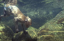 Crab-eating macaque (Macaca fascicularis) swimming underwater, searching for crabs, Thailand