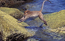 Crab-eating macaque (Macaca fascicularis) leaping from rock to rock, Thailand