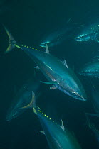 Southern bluefin tuna (Thunnus maccoyi) in fish farm, MFE Tuna farming, Port Lincoln, South Australia, June 2009, a critically endangered fish
