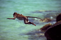 Crab-eating macaque (Macaca fascicularis) leaping from rock into the sea, Thailand