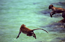 Crab-eating macaques (Macaca fascicularis) leaping from rocks into the sea, Thailand