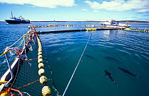 Tracting the enclosure of Southern bluefin tuna (Thunnus maccoyi) in fish farm, MFE Tuna farming, Port Lincoln, South Australia, June 2009, a critically endangered fish