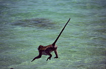 Crab-eating macaque (Macaca fascicularis) leaping from rocks into the sea, Thailand
