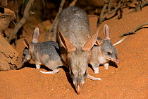 Greater bilby (Macrotis lagotis) female with two babies, vulnerable species, captive, Adelaide Zoo, South Australia