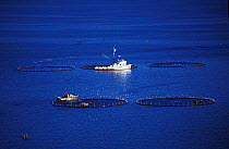 Enclosures of Southern bluefin tuna (Thunnus maccoyi) in fish farm, MFE Tuna farming, Port Lincoln, South Australia, June 2009, a critically endangered fish