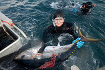 Manual capture of Southern bluefin tuna (Thunnus maccoyi) in fish farm, MFE Tuna farming, Port Lincoln, South Australia, June 2009, a critically endangered fish