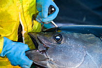 Manual capture and preprocessing of Southern bluefin tuna (Thunnus maccoyi) in fish farm, MFE Tuna farming, Port Lincoln, South Australia, June 2009, a critically endangered fish