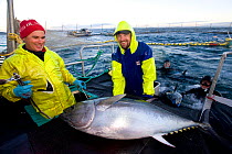 Manual capture and preprocessing of Southern bluefin tuna (Thunnus maccoyi) in fish farm, MFE Tuna farming, Port Lincoln, South Australia, June 2009, a critically endangered fish
