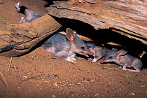 Greater bilby (Macrotis lagotis) mother with two babies, vulnerable species, captive, at breeding station, Australia