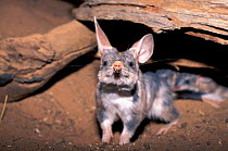 Greater bilby (Macrotis lagotis) sniffing the air, note the large whiskers which help with sensory detection, vulnerable species, captive, at breeding station, Australia