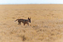 Dingo (Canis lupus spp dingo) crossing Astrelba Downs, Bedourie, Queensland, Australia, August, vulnerable species