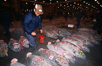 Southern bluefin tuna (Thunnus maccoyii) for sale on the fresh fish market in Tokyo 24 hours after culling from a fish farm off Southern Australia. Man preparing fish for the auction, Japan.